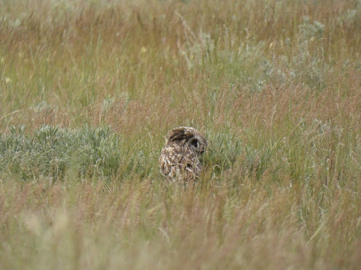 Short-eared Owl - ML620363933