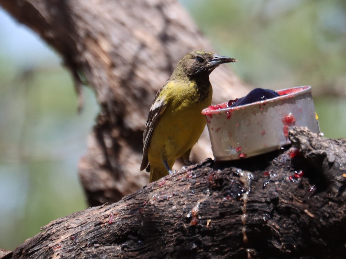 Oriole jaune-verdâtre - ML620363935