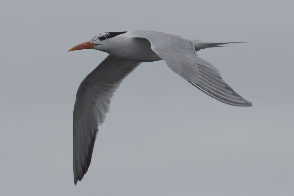 Royal Tern - ML620363940