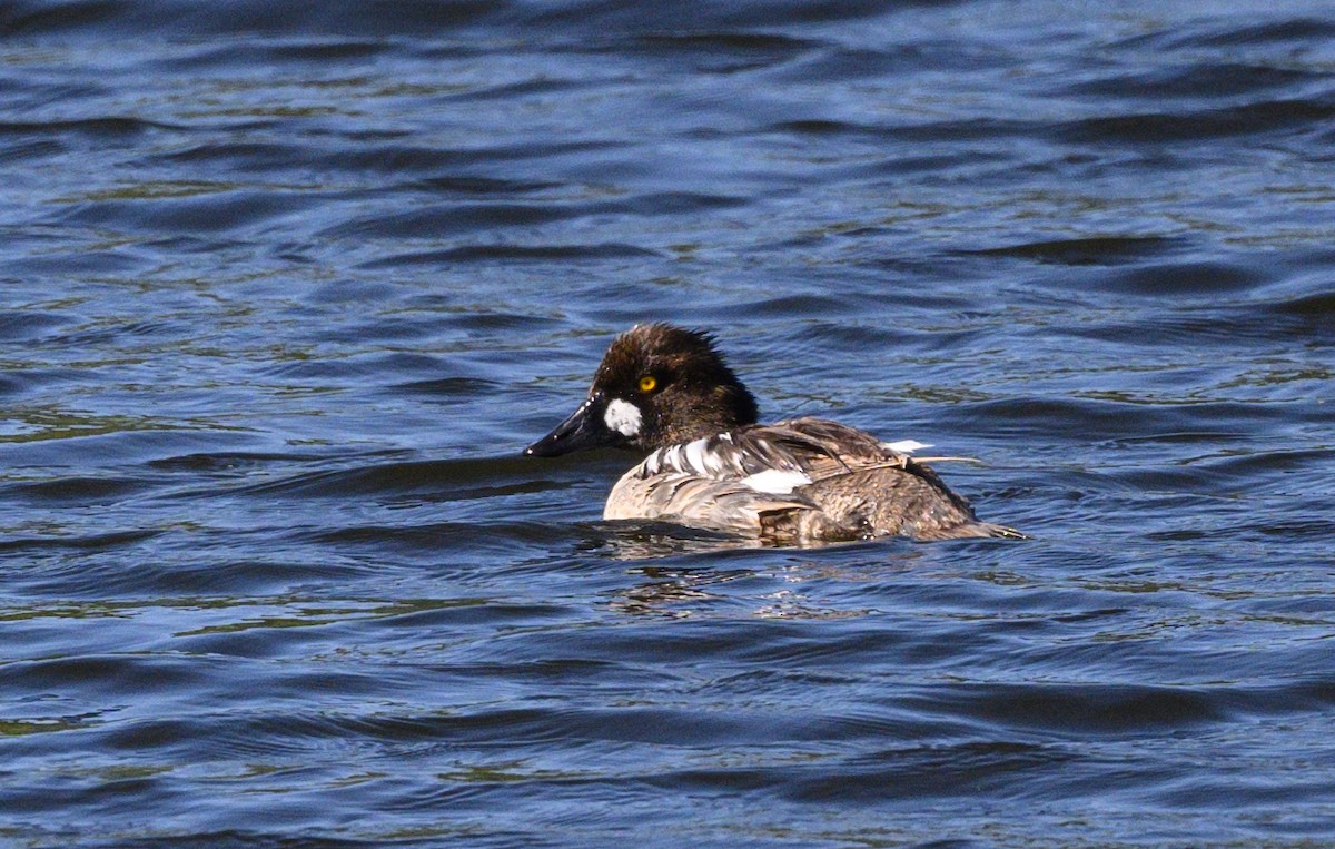 Common Goldeneye - ML620363954