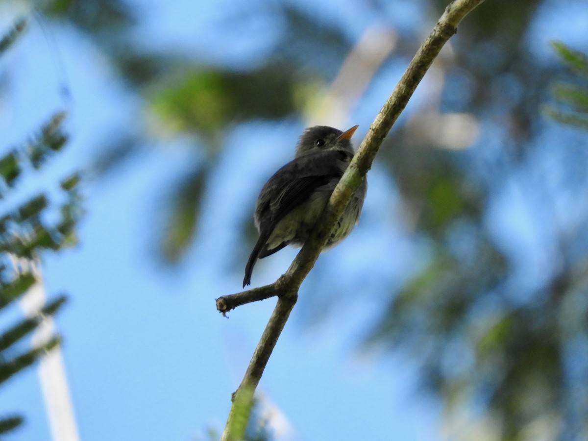 Southern Tropical Pewee - ML620363967