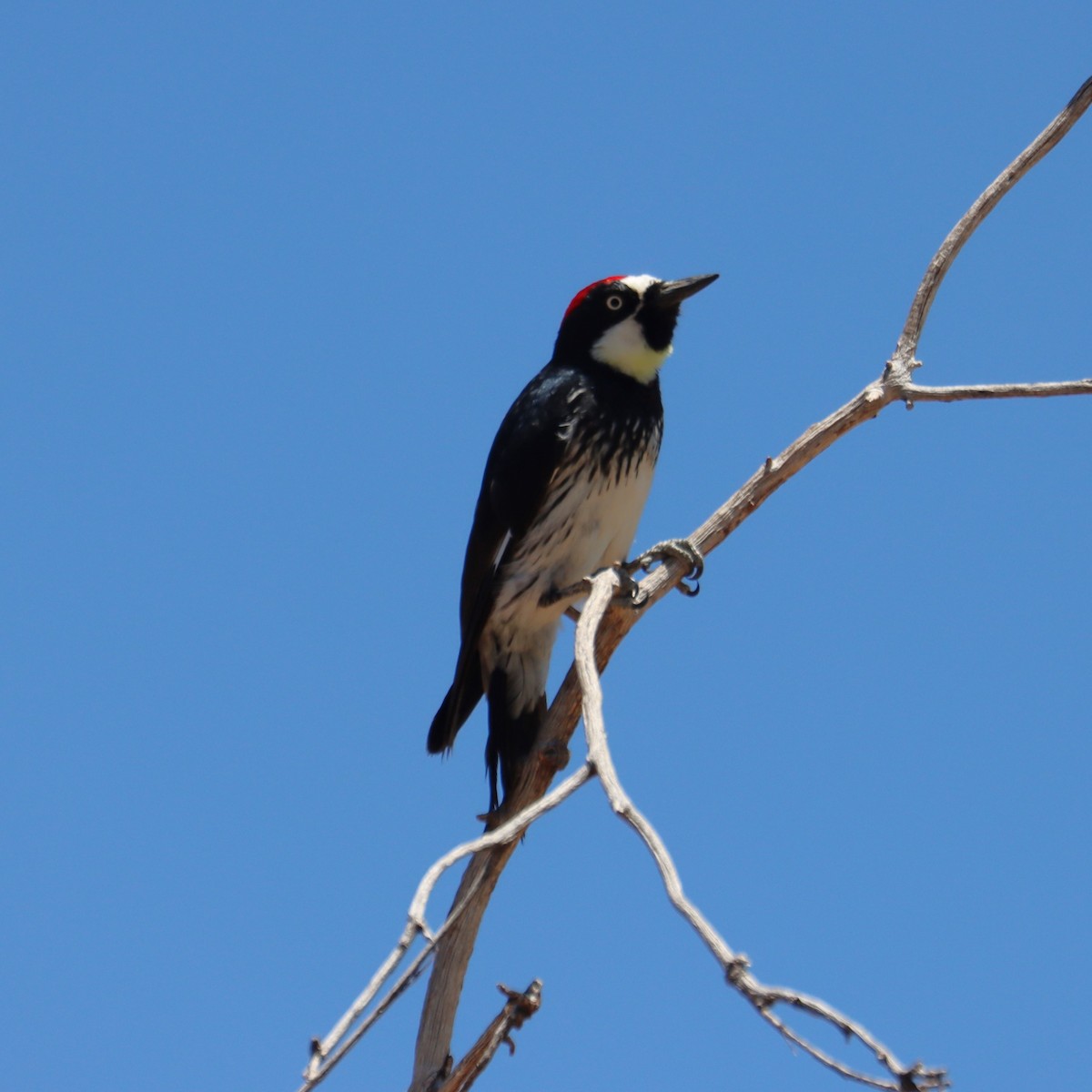 Acorn Woodpecker - Juli deGrummond