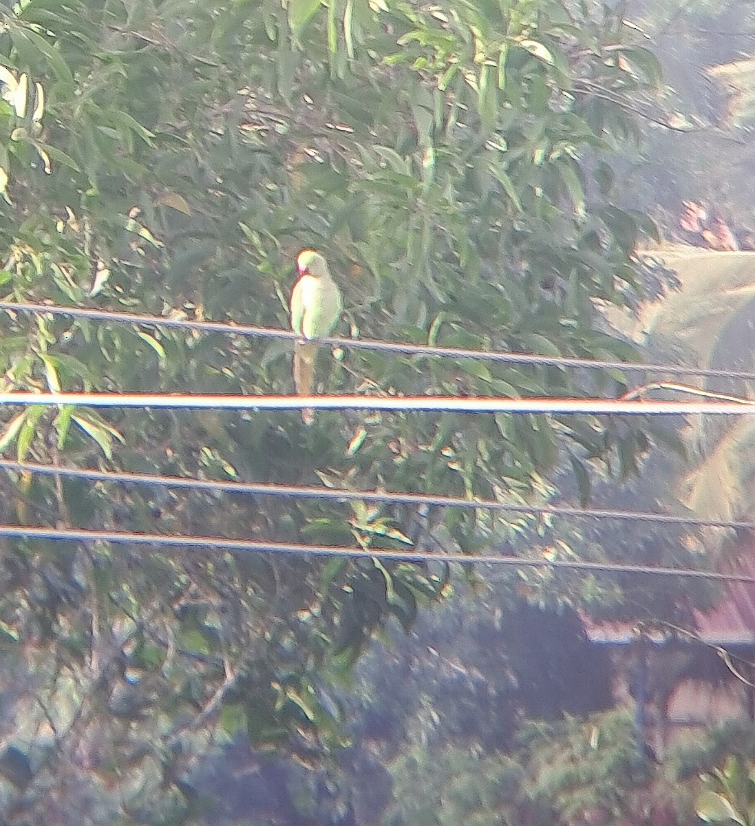 Rose-ringed Parakeet - ML620363990