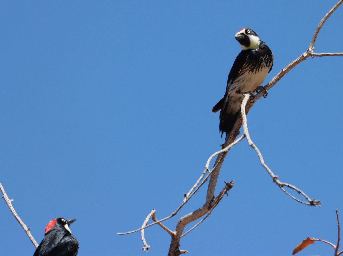 Acorn Woodpecker - Juli deGrummond