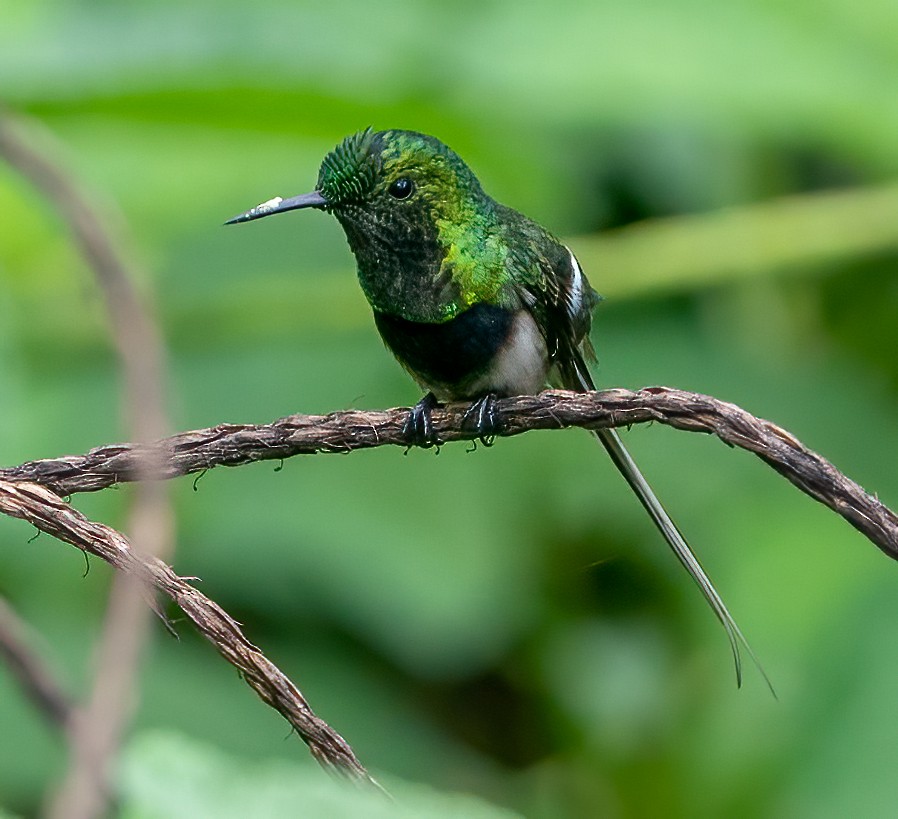 Black-bellied Thorntail - ML620363993