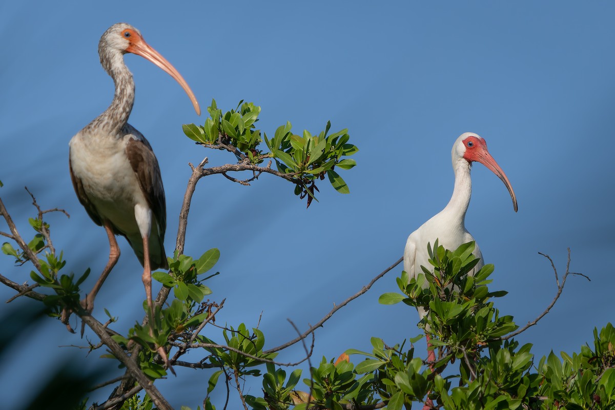 ibis bílý - ML620364004