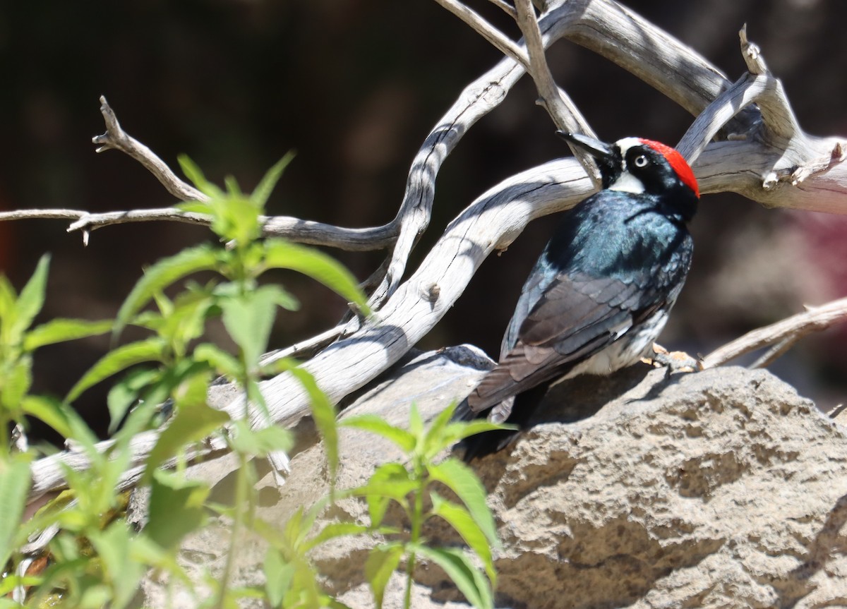 Acorn Woodpecker - ML620364011