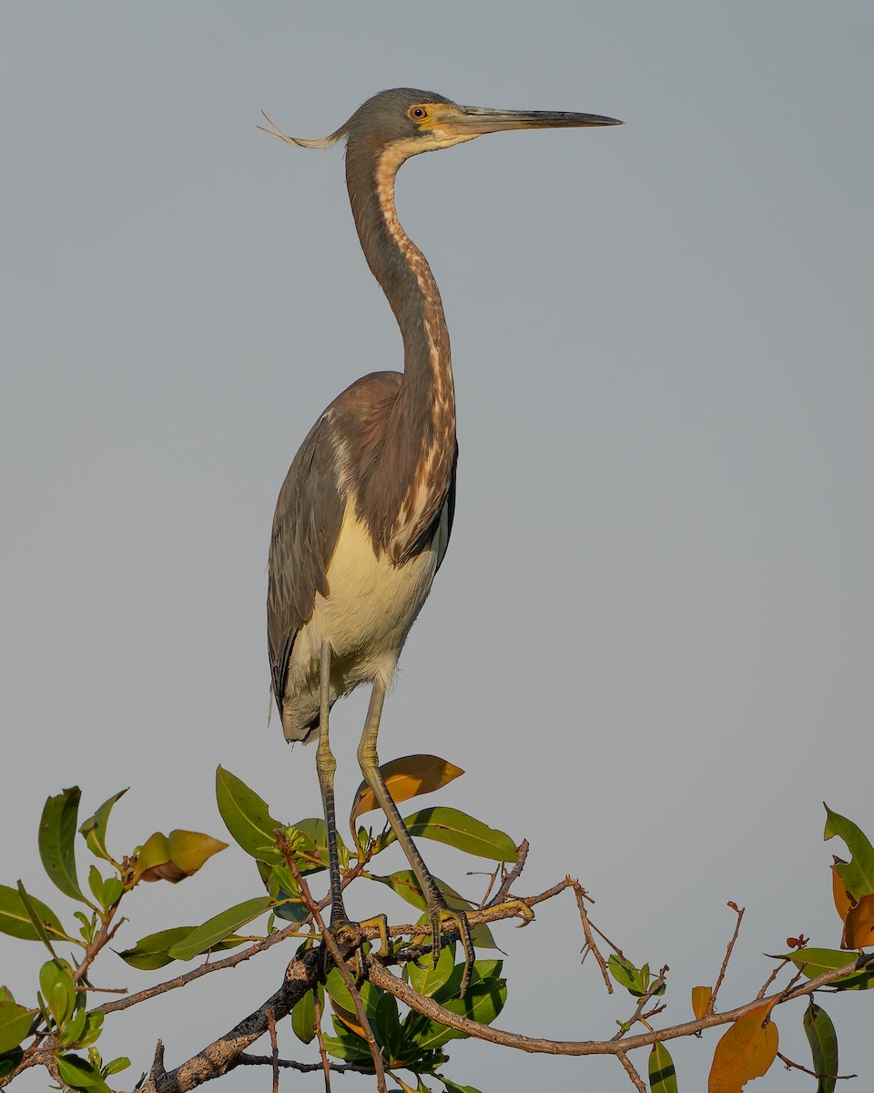 Tricolored Heron - ML620364029