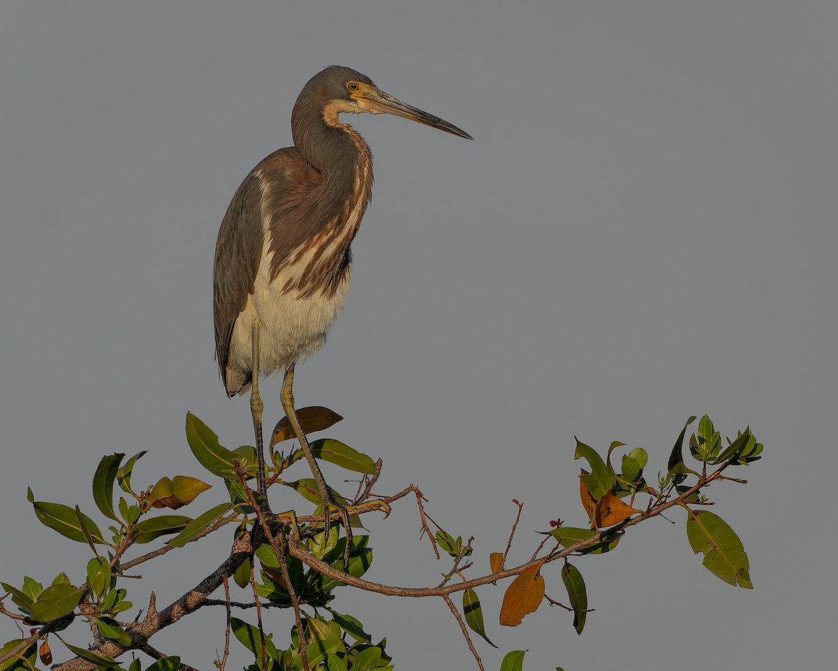 Tricolored Heron - ML620364030