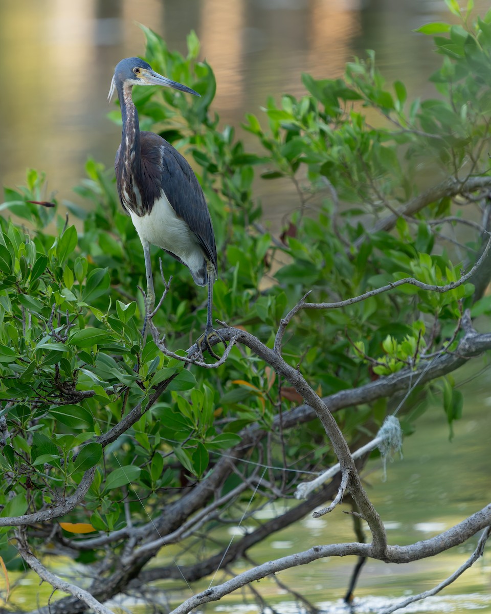 Tricolored Heron - ML620364034