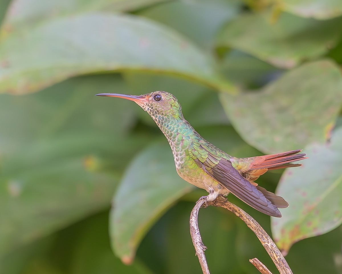 Rufous-tailed Hummingbird - ML620364040