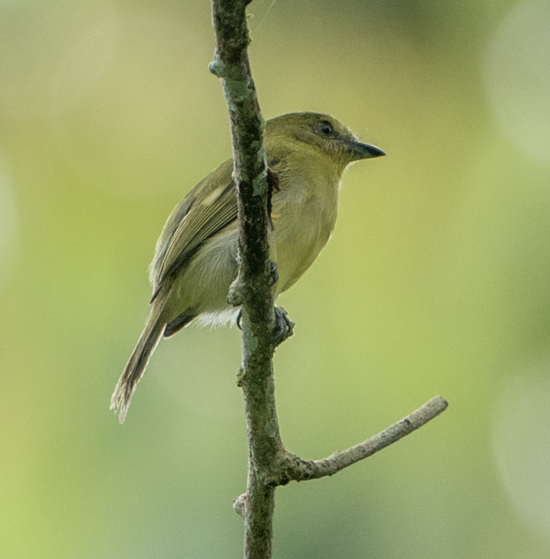 Olive-faced Flatbill - ML620364090