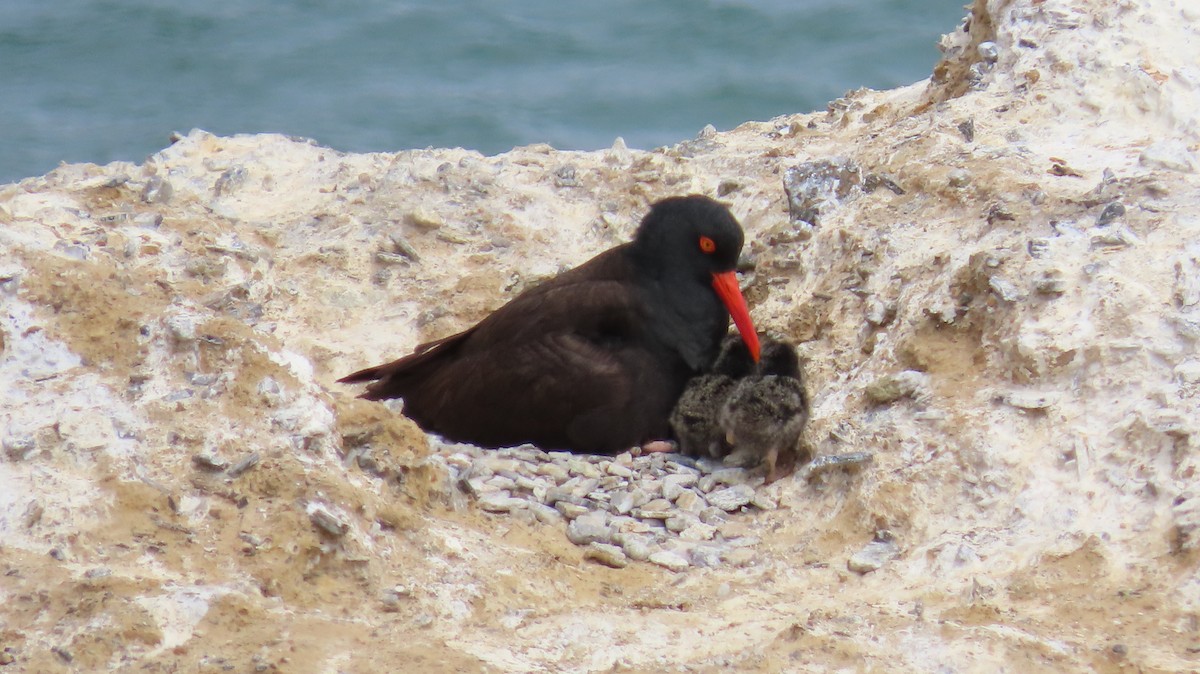 Black Oystercatcher - ML620364091