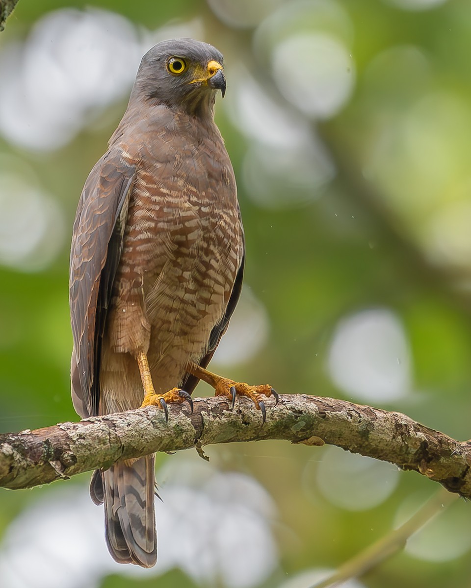 Roadside Hawk - ML620364093