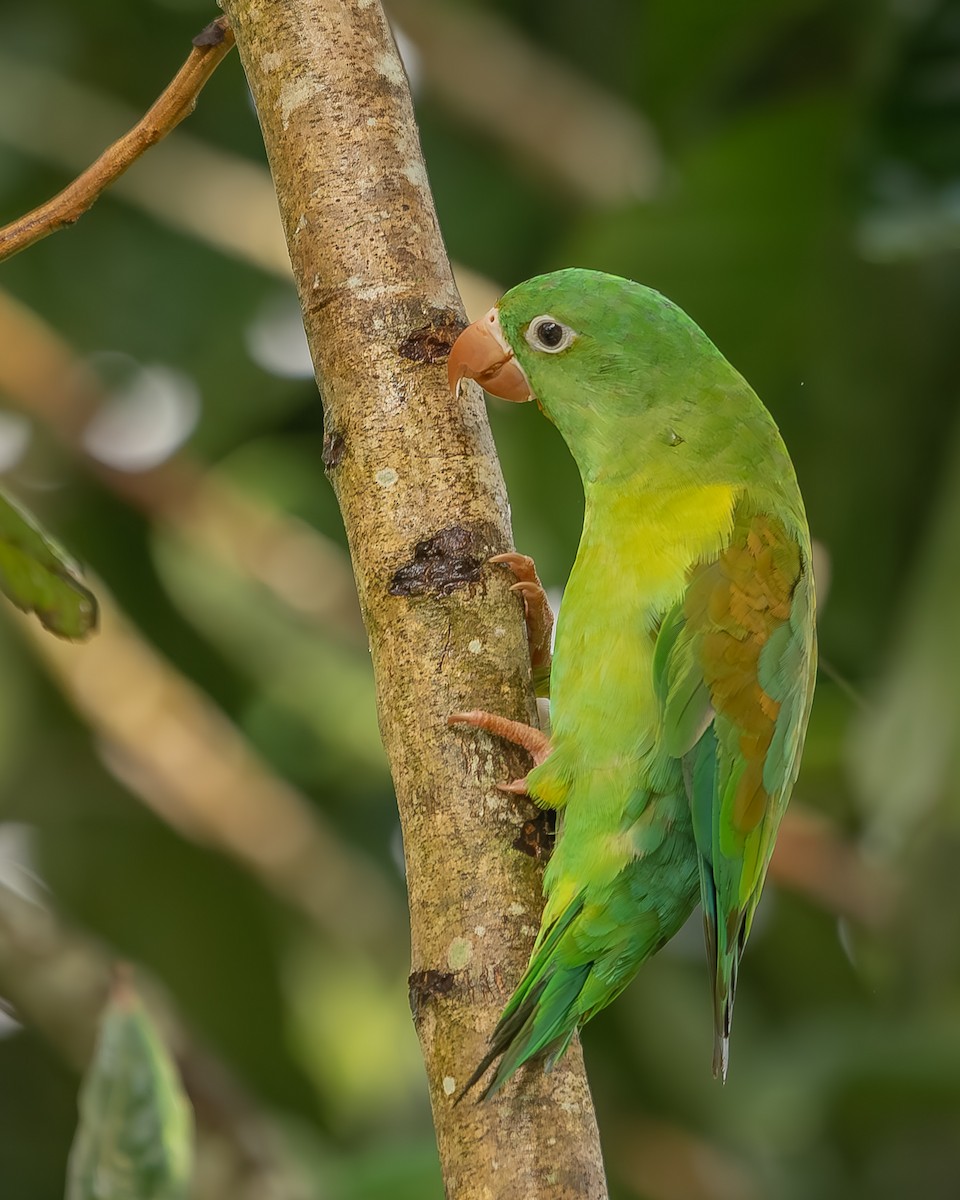 Orange-chinned Parakeet - ML620364165