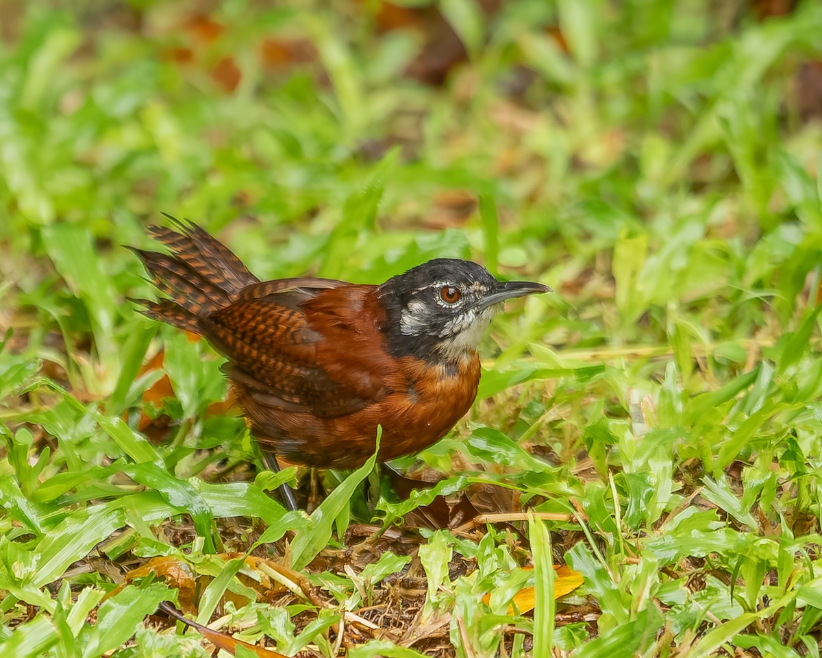 Bay Wren - ML620364170