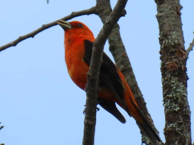 Scarlet Tanager - ML620364178