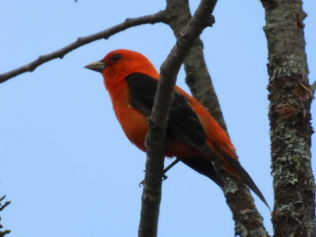 Scarlet Tanager - ML620364179
