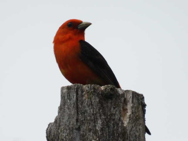Scarlet Tanager - ML620364180
