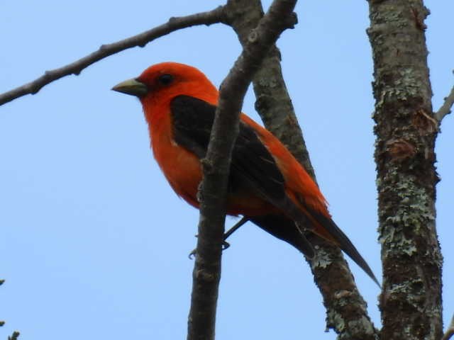 Scarlet Tanager - ML620364181