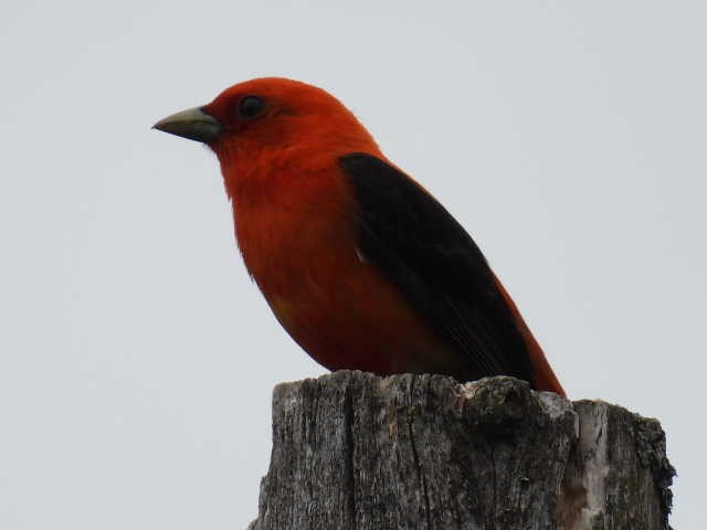 Scarlet Tanager - ML620364183