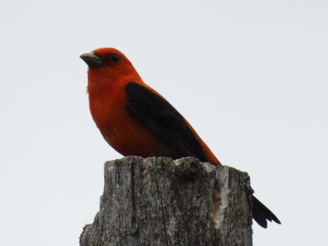 Scarlet Tanager - ML620364185
