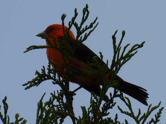 Scarlet Tanager - ML620364186