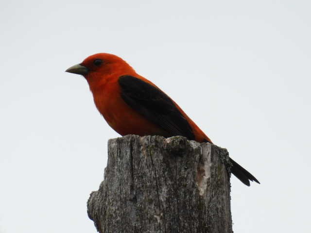 Scarlet Tanager - ML620364187