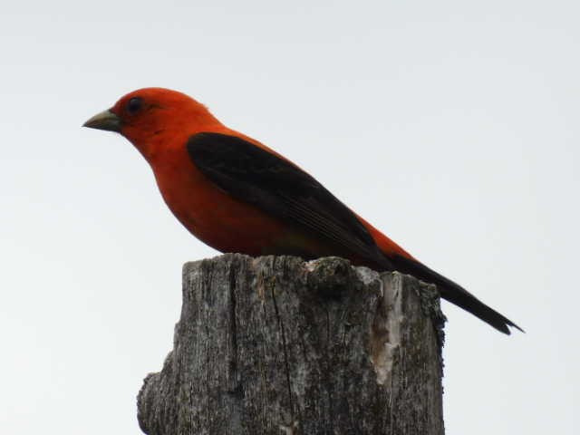 Scarlet Tanager - ML620364188