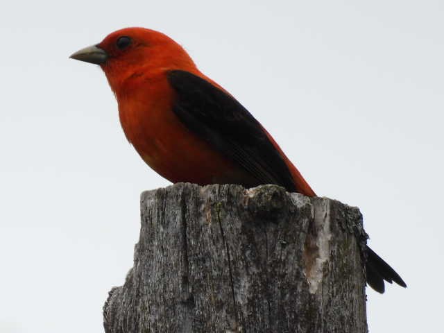 Scarlet Tanager - ML620364189