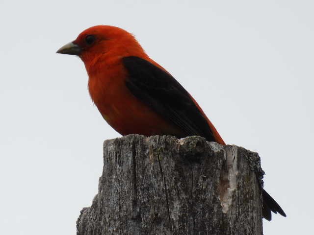 Scarlet Tanager - ML620364190