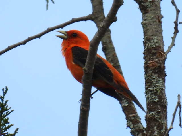 Scarlet Tanager - ML620364191