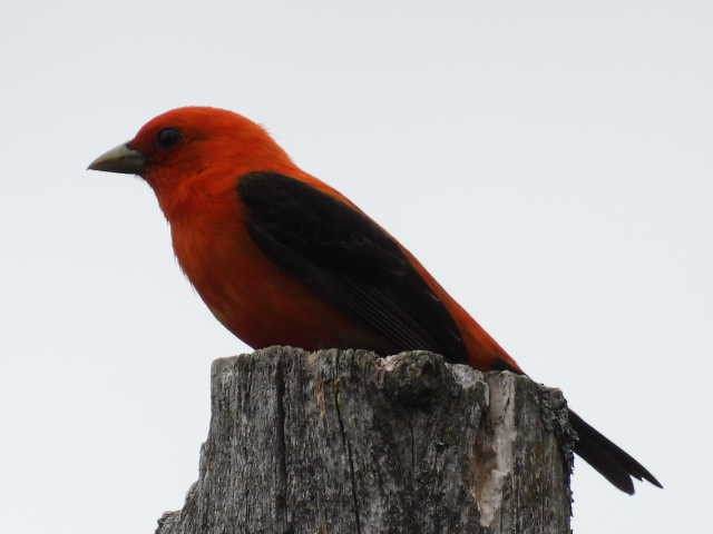 Scarlet Tanager - ML620364192