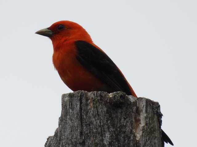 Scarlet Tanager - ML620364193