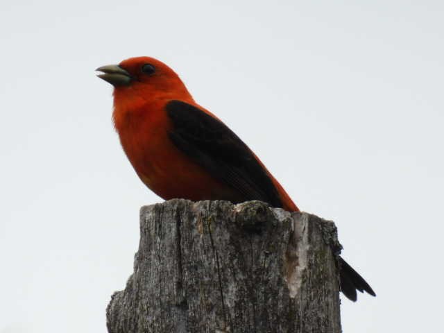 Scarlet Tanager - ML620364194