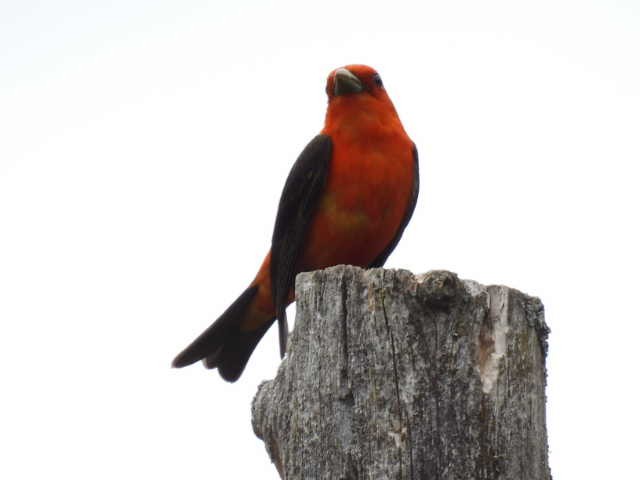 Scarlet Tanager - ML620364195
