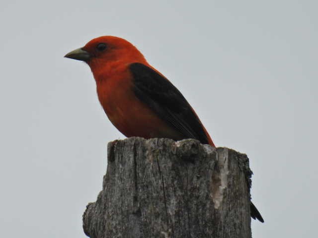 Scarlet Tanager - ML620364196