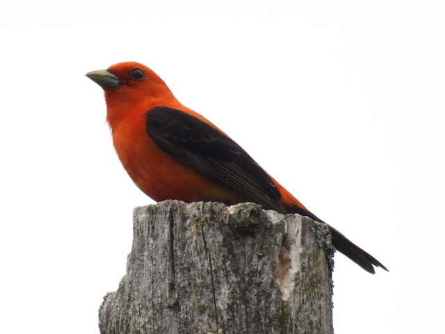 Scarlet Tanager - ML620364197