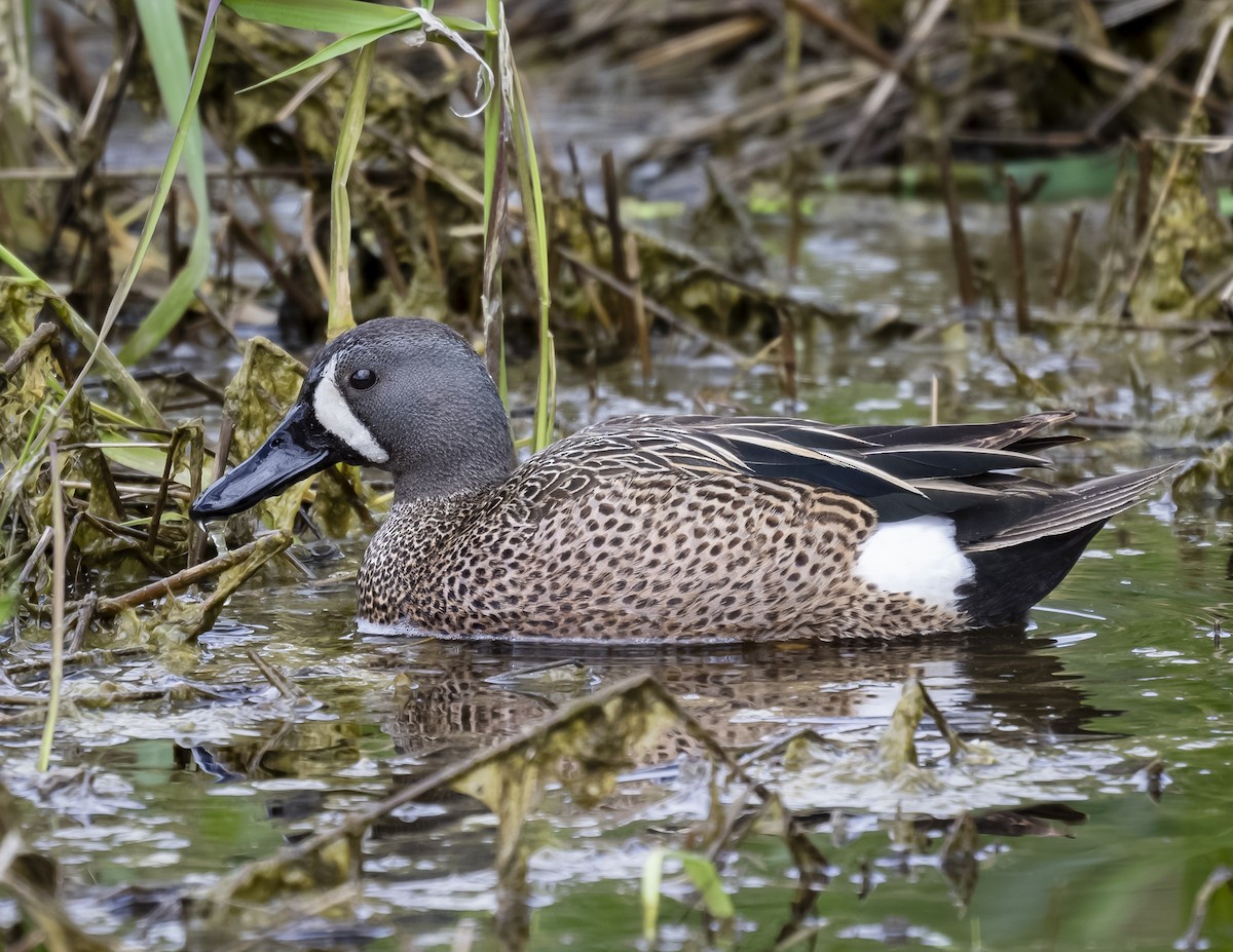 Blue-winged Teal - ML620364198