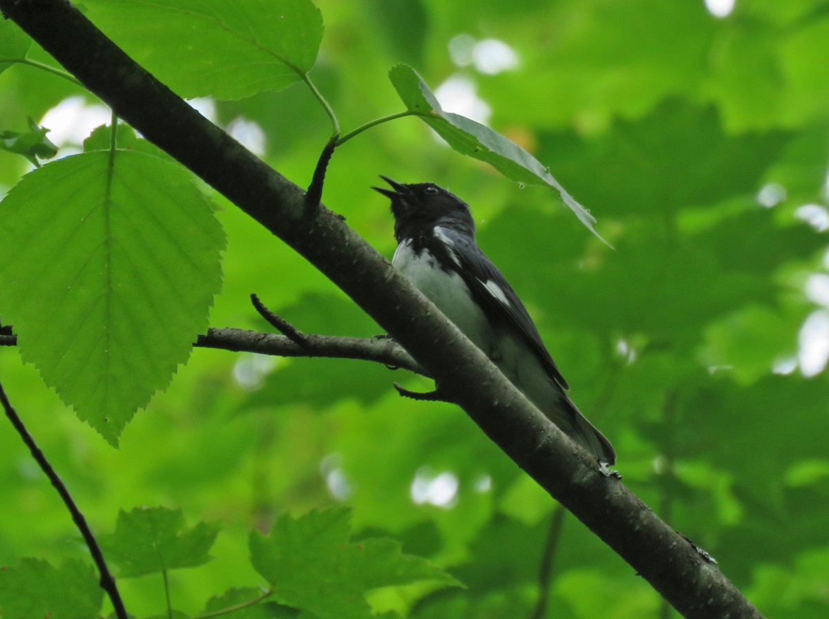 Black-throated Blue Warbler - ML620364199
