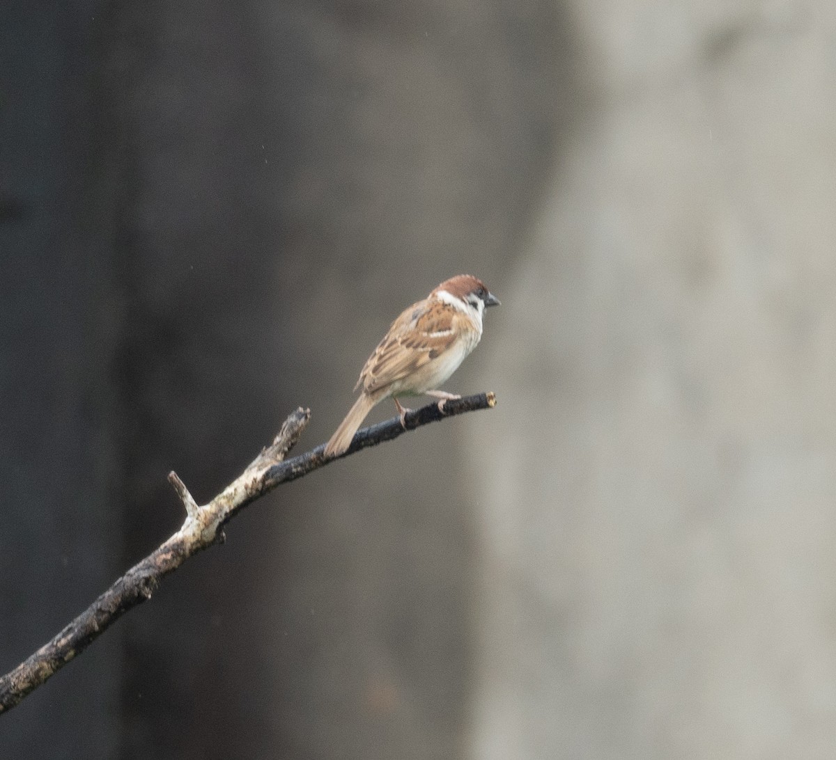 Eurasian Tree Sparrow - ML620364222