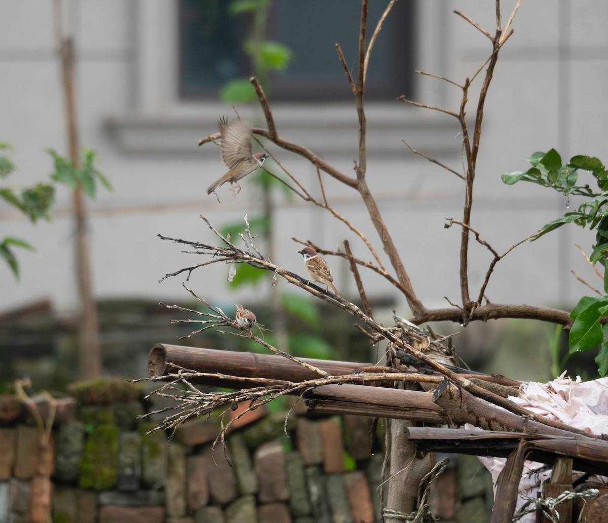 Eurasian Tree Sparrow - Kevin Gong