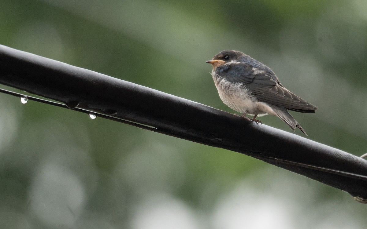 Barn Swallow - ML620364232