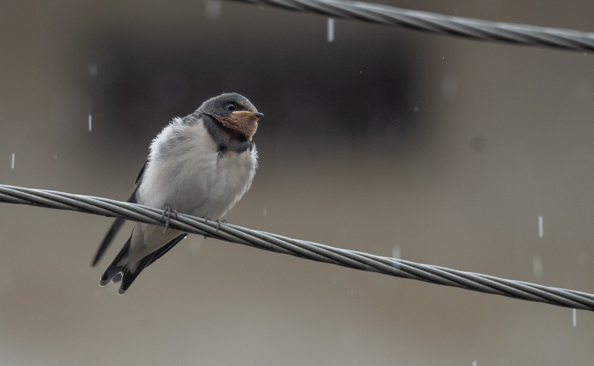 Barn Swallow - ML620364233