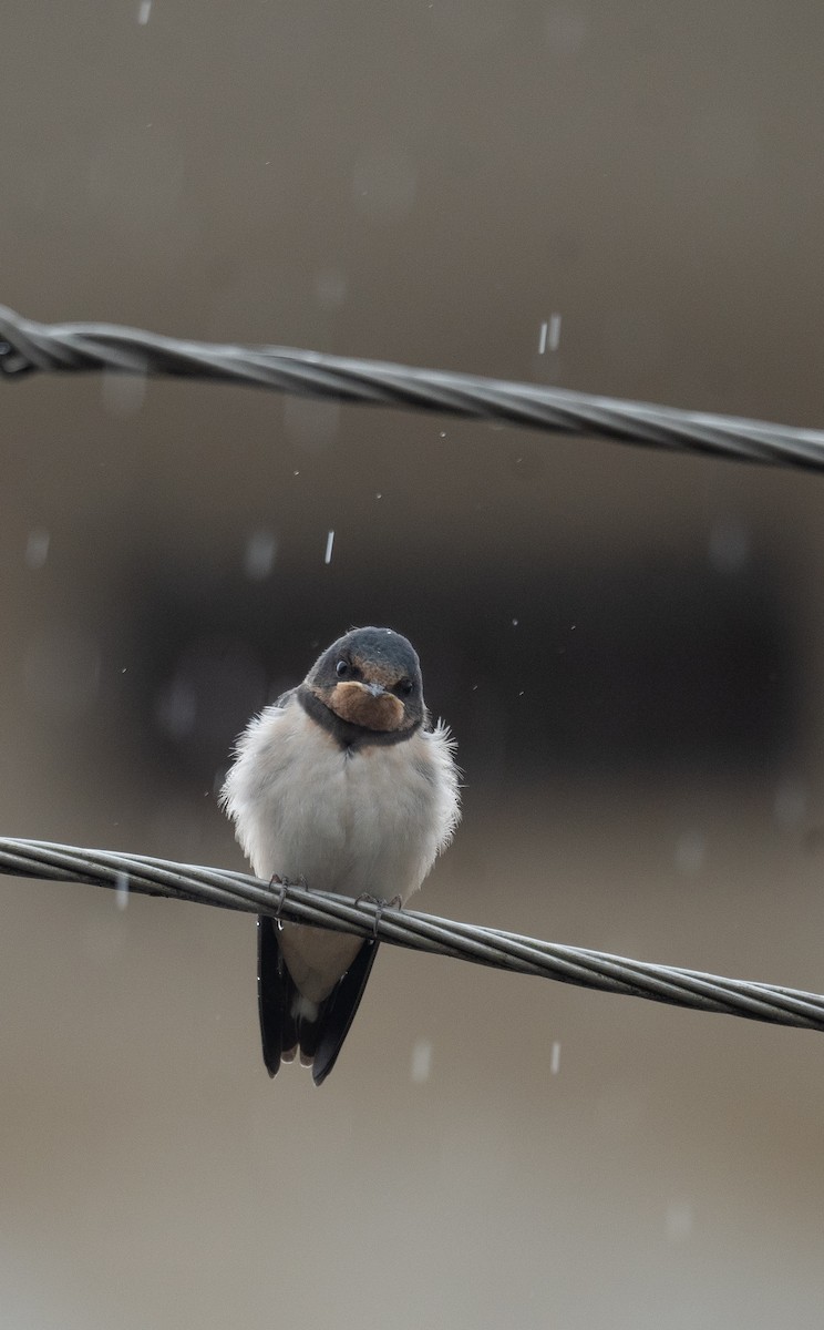 Barn Swallow - ML620364234