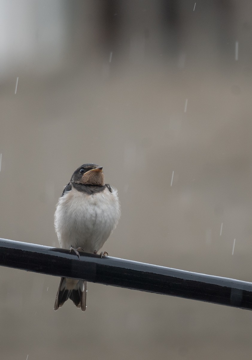 Barn Swallow - ML620364235