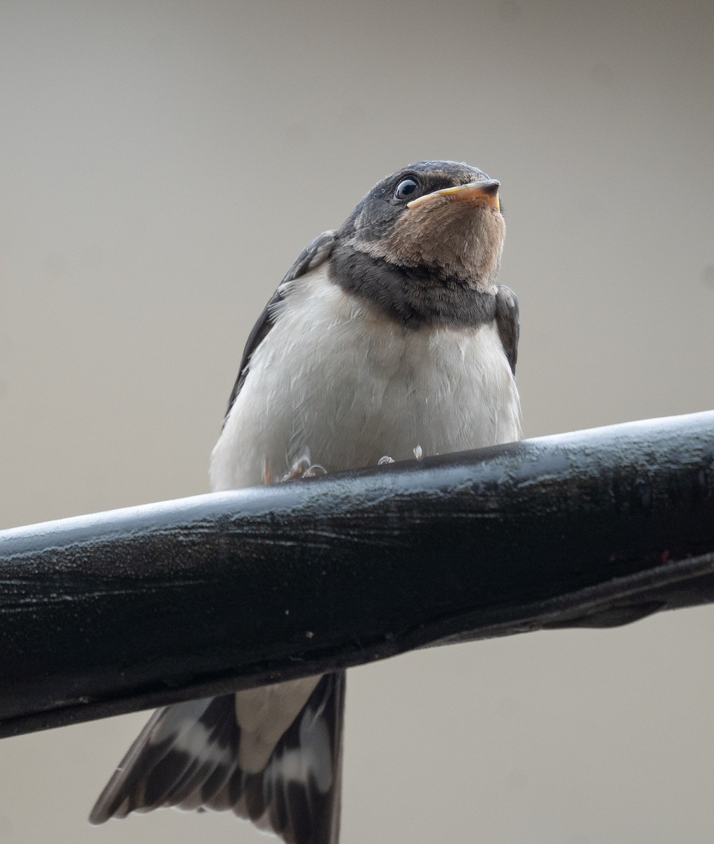 Barn Swallow - ML620364237