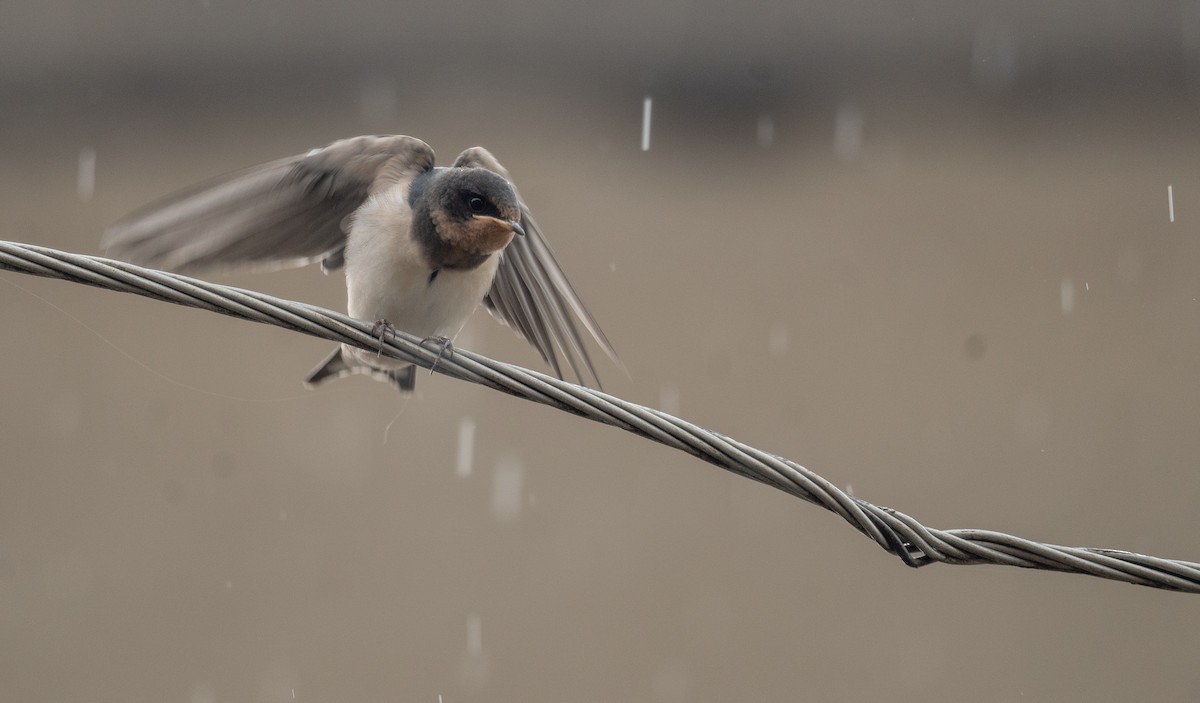 Golondrina Común - ML620364239