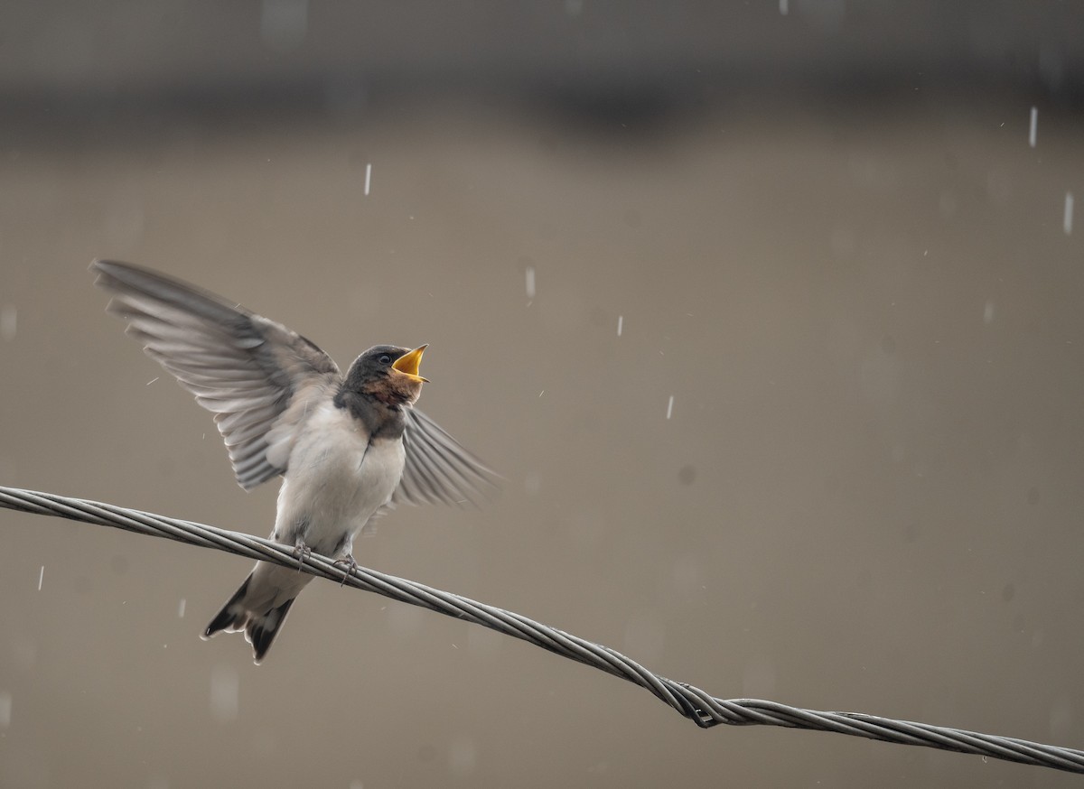 Golondrina Común - ML620364244