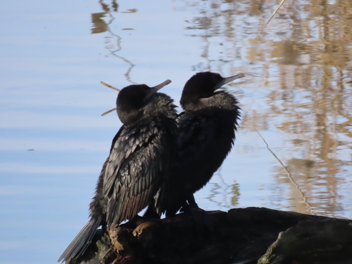 Little Black Cormorant - ML620364290